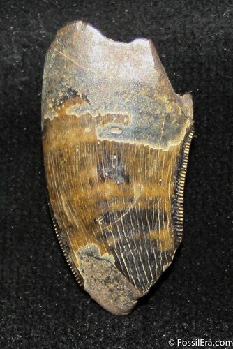 Inch Partial Tyrannosaurid Tooth, T-Rex #1249